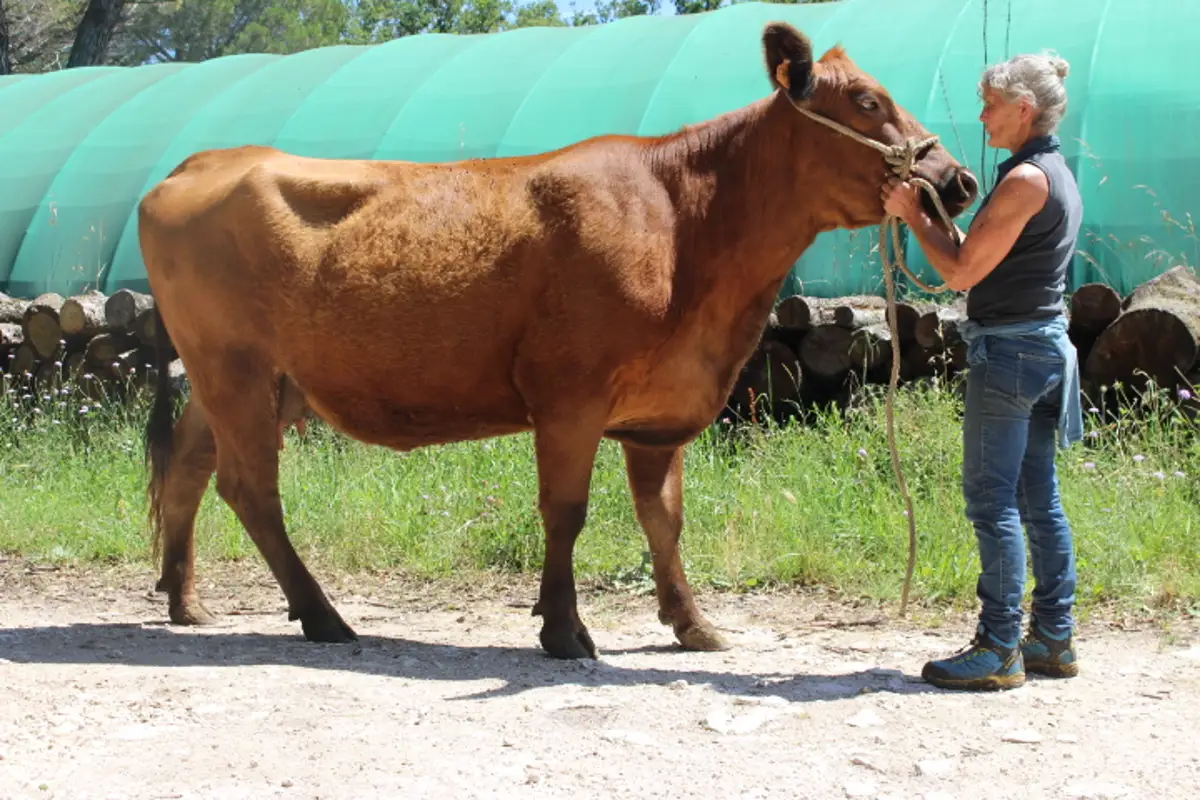 Sara avec une vache Angus Red