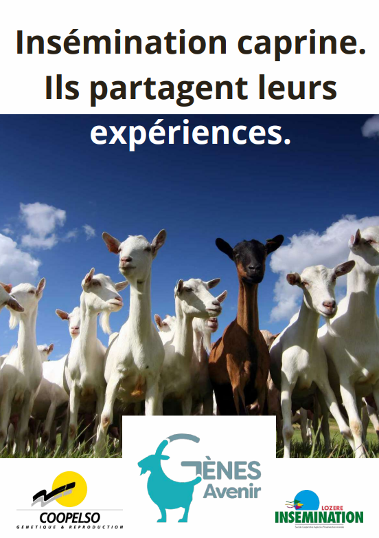 Insémination caprine. Ils partagent leurs expériences