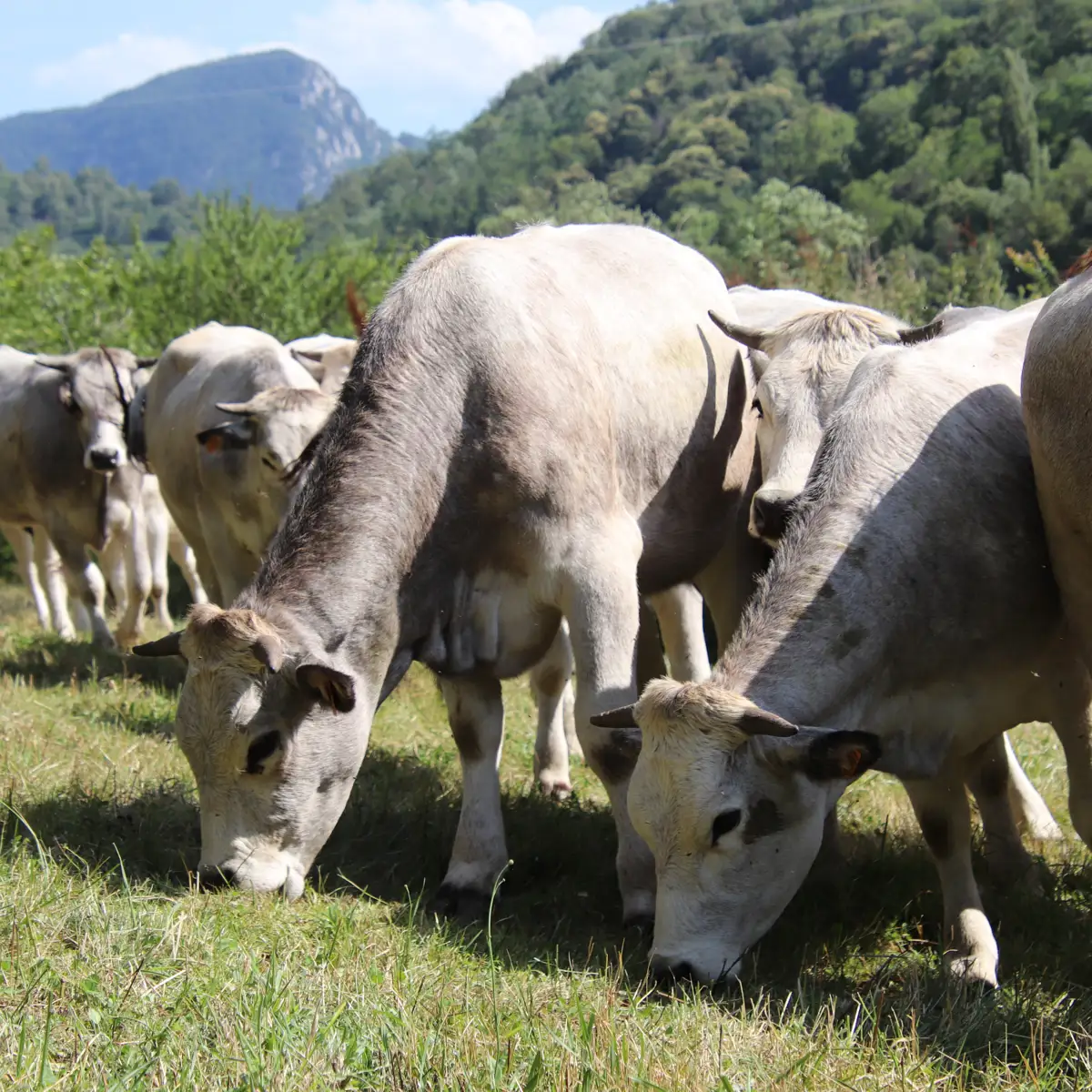 Troupeau de génisses