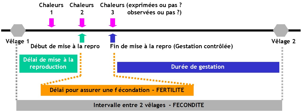Les composantes de la fécondité