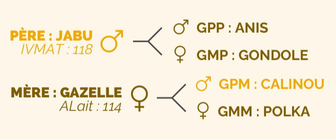 Généalogie de RAPACE